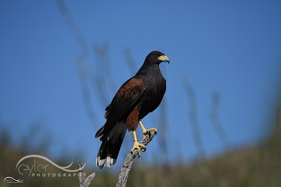 Harris Hawk