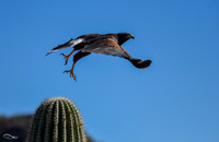 Harris Hawk