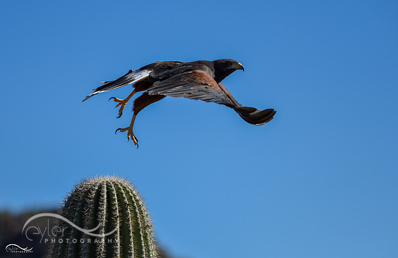 Harris Hawk