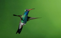 Broad Billed Hummingbird