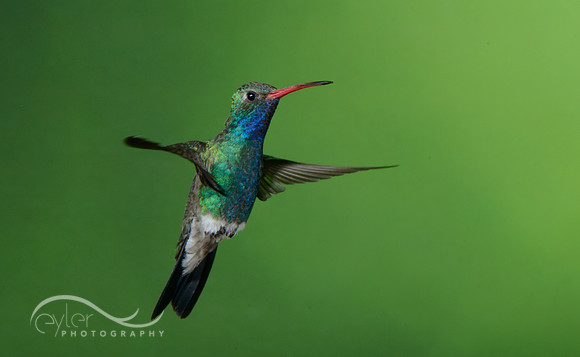Broad Billed Hummingbird