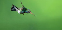 Broad Billed Hummingbird