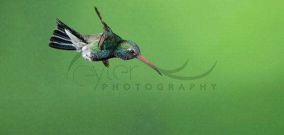 Broad Billed Hummingbird