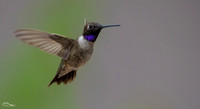Black Chinned Hummingbird