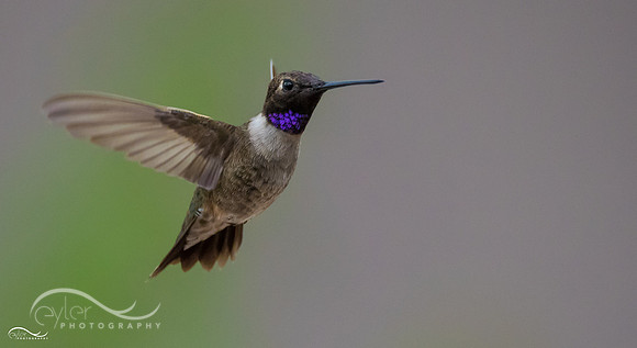 Black Chinned Hummingbird
