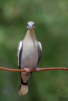 White Winged Dove