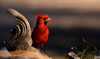 Northern Cardinal and Pyrrhuloxia