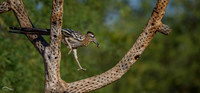 Roadrunner