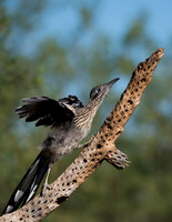 Roadrunner
