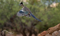 Roadrunner