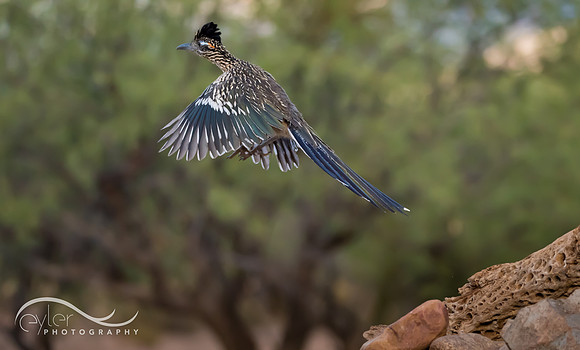 Roadrunner
