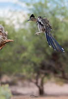 Roadrunner