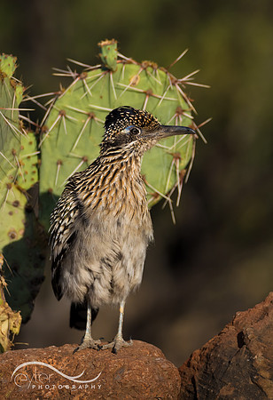 Roadrunner