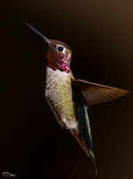 Hummingbirds