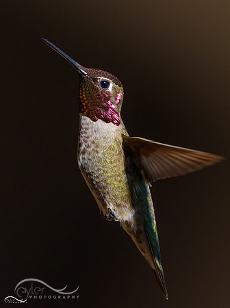 Anna's Hummingbird