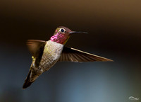 Anna's Hummingbird