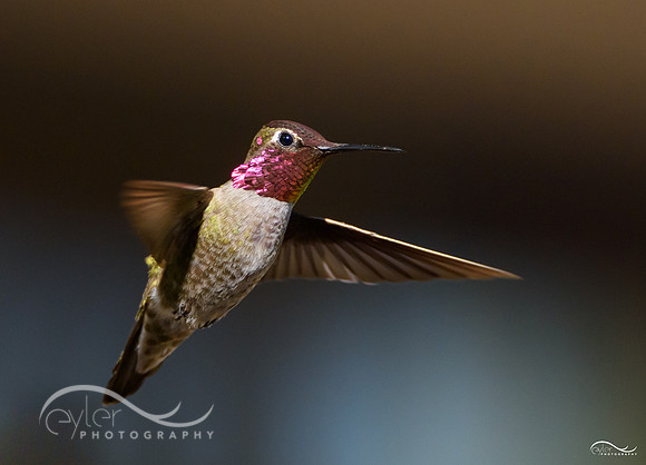 Anna's Hummingbird