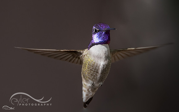 Costa's Hummingbird