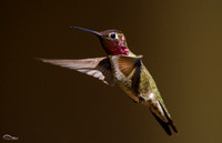 Anna's Hummingbird
