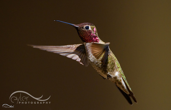 Anna's Hummingbird
