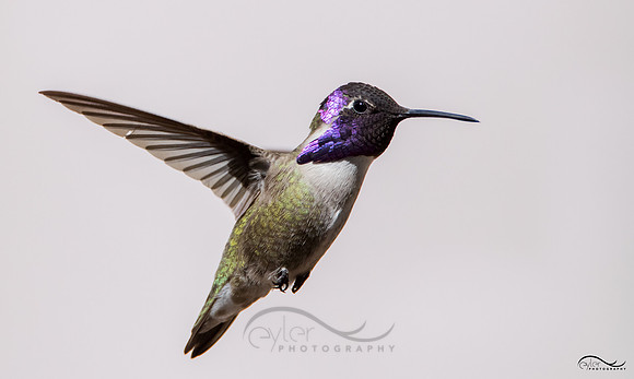 Costa's Hummingbird