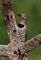 Yellow Shafted Northern Flicker