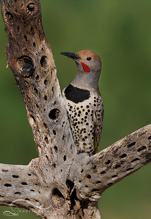 Yellow Shafted Northern Flicker