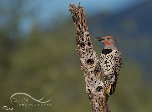 Yellow Shafted Northern Flicker