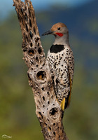 Yellow Shafted Northern Flicker