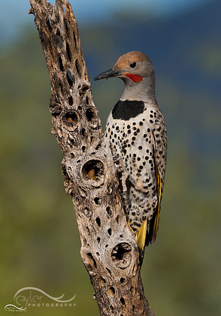 Yellow Shafted Northern Flicker