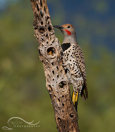 Yellow Shafted Northern Flicker