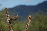 Yellow Shafted Northern Flicker