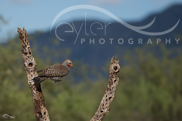 Yellow Shafted Northern Flicker