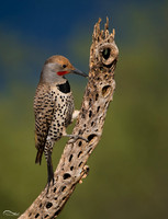 Yellow Shafted Northern Flicker