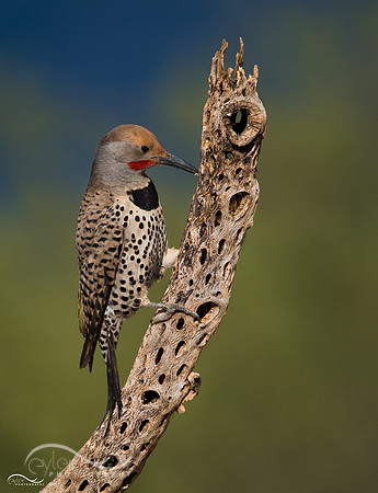 Yellow Shafted Northern Flicker