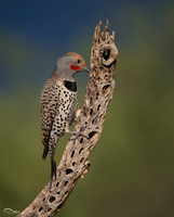 Yellow Shafted Northern Flicker