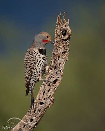 Yellow Shafted Northern Flicker