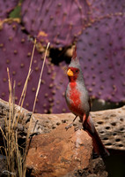 Pyrrhuloxia (male)