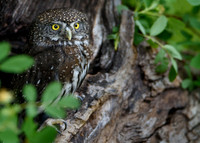 Pygmy Owl