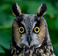 Long Eared Owl