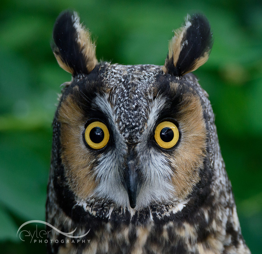 Long Eared Owl