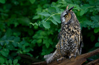 Long Eared Owl