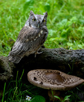 Western Screech Owl
