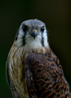 Kestral (female)
