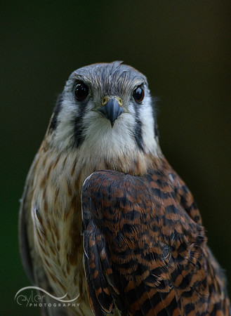 Kestral (female)