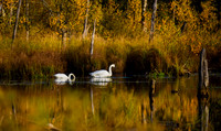 Swans