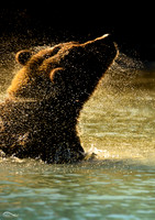 Brown Bear in Kenai