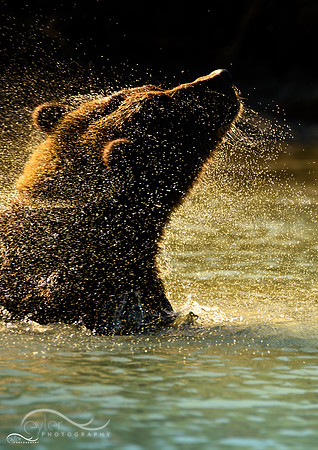 Brown Bear in Kenai