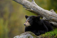 Black Bear Cub