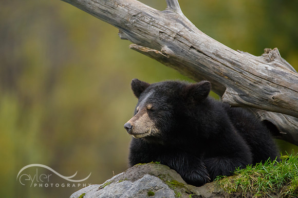 Black Bear Cub